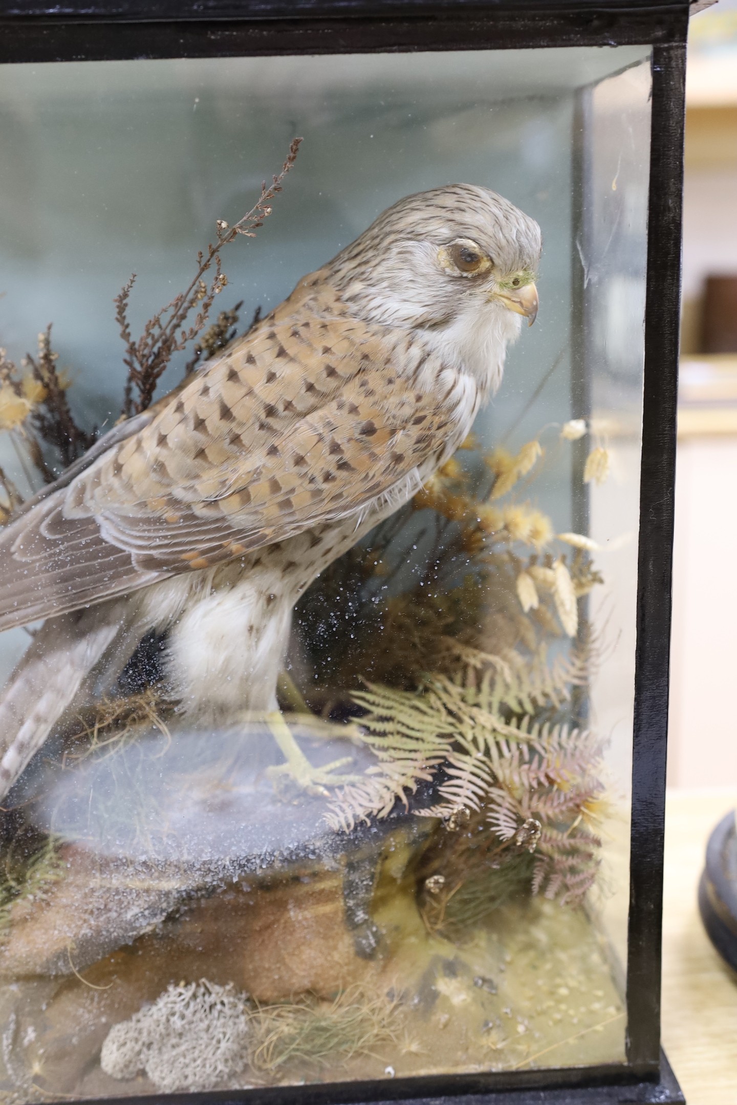 A cased taxidermic kestrel and a kingfisher under dome, Kestrel 35 cms high